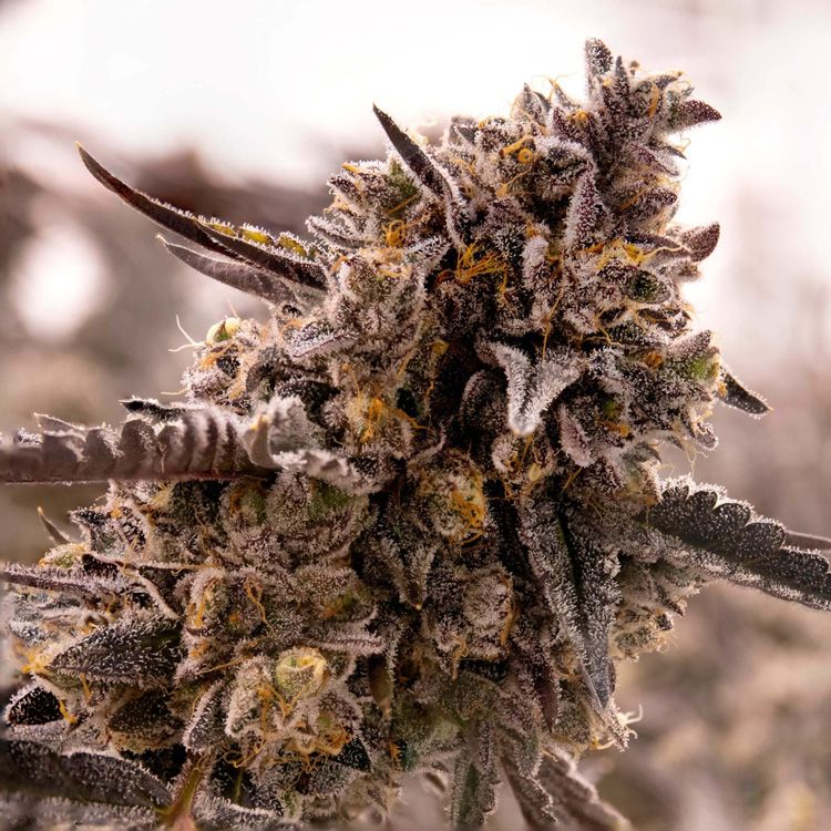 Dope Breeders - EXPERT SEEDS Gorilla Cookies Image