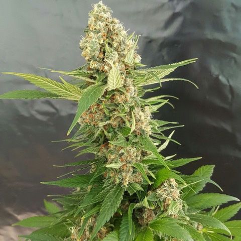 Dope Breeders - EXPERT SEEDS Gorilla Ice Cream Image