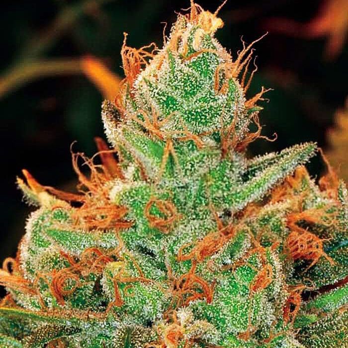 Dope Breeders - EXPERT SEEDS Gorilla Lilly (aka GG #4 x Lilly) Image