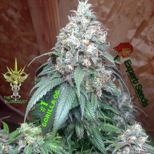 Dope Breeders - EXPERT SEEDS Gorilla SFV OG Image