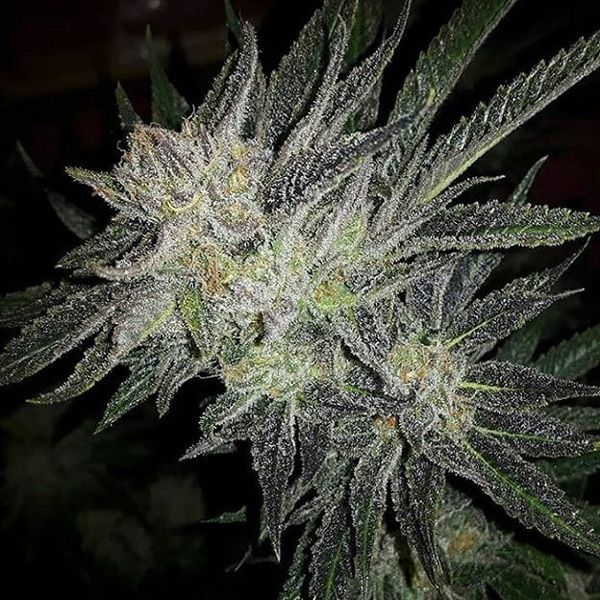 Dope Breeders - EXPERT SEEDS Gorilla x White Widow (aka GG #4 x WW) Image