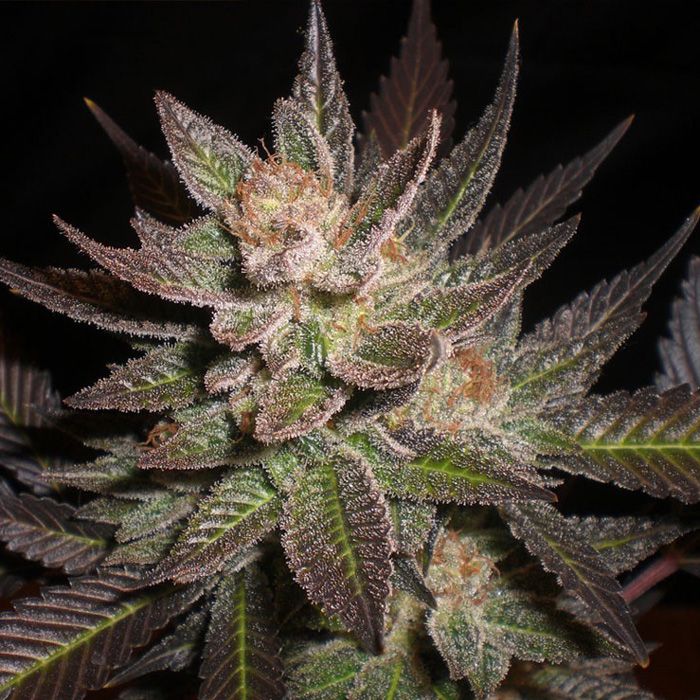 Dope Breeders - EXPERT SEEDS Lavender Image