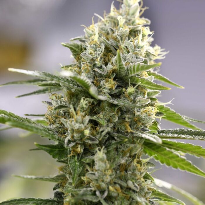 Dope Breeders - EXPERT SEEDS Lemon Haze Auto Image