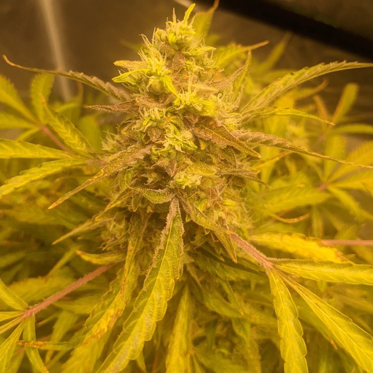 Dope Breeders - EXPERT SEEDS Mimosa Lemon Auto Image