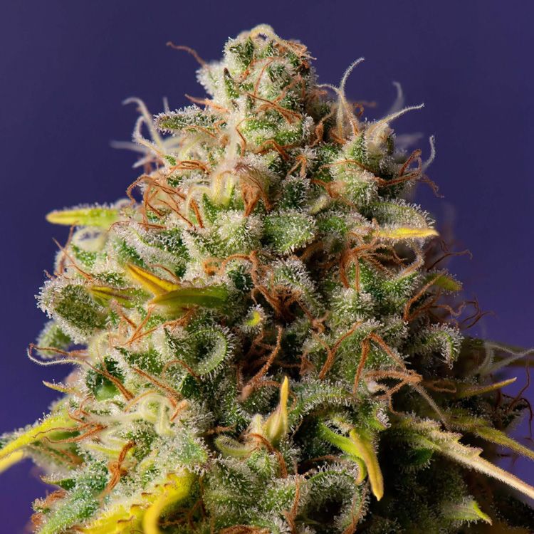 Dope Breeders - EXPERT SEEDS NL x Big Bud Auto Image