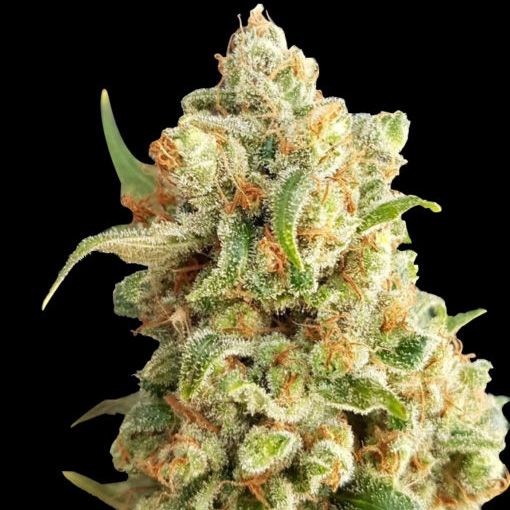 Dope Breeders - EXPERT SEEDS New York Diesel Auto Image