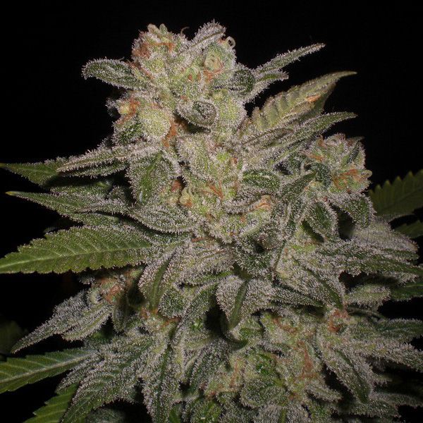 Dope Breeders - EXPERT SEEDS Northern Lights Auto Image