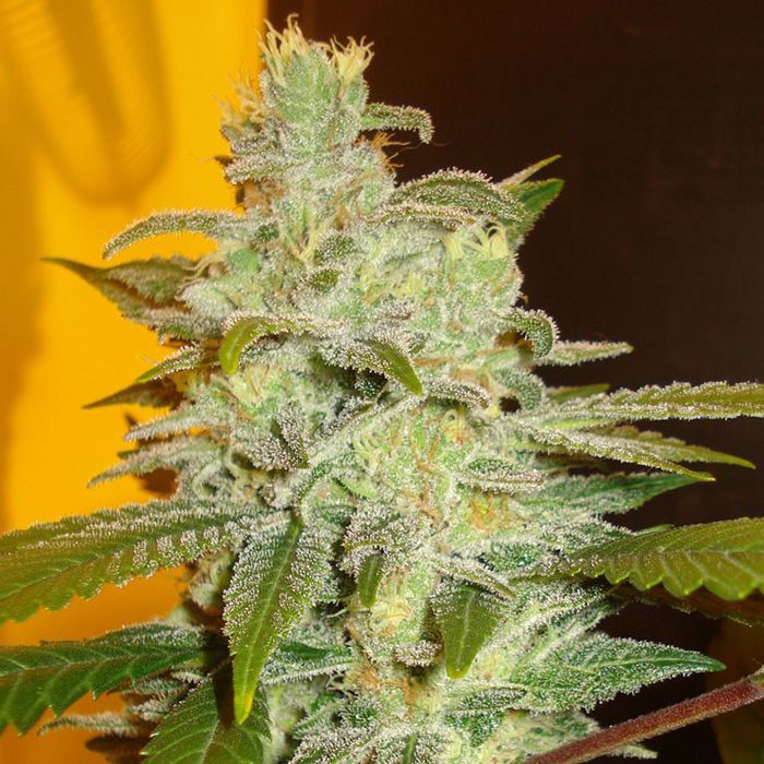 Dope Breeders - EXPERT SEEDS Northern Lights Image