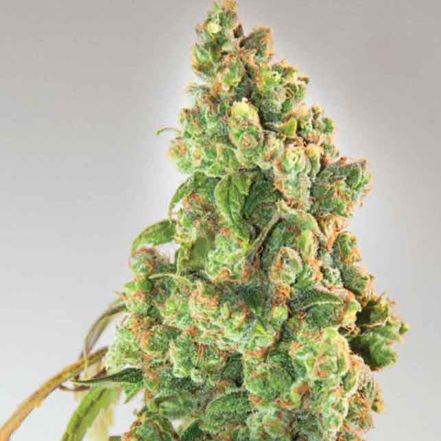 Dope Breeders - EXPERT SEEDS Nurse Lilly CBD Image