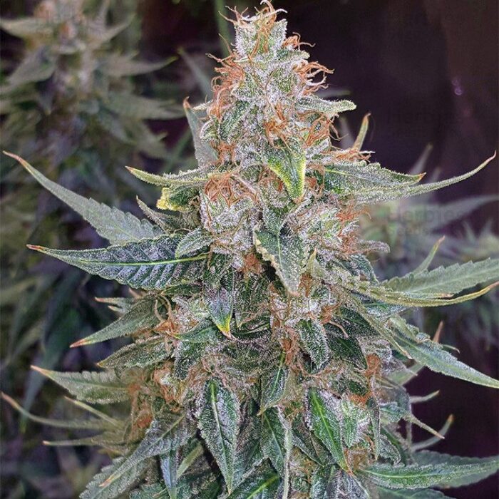 Dope Breeders - EXPERT SEEDS OGesus Auto Image