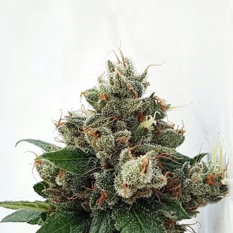 Dope Breeders - EXPERT SEEDS Respect 4 Gorilla Image