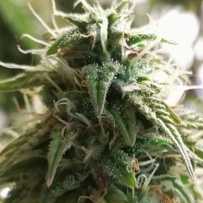 Dope Breeders - EXPERT SEEDS Sweet Cream Auto Image