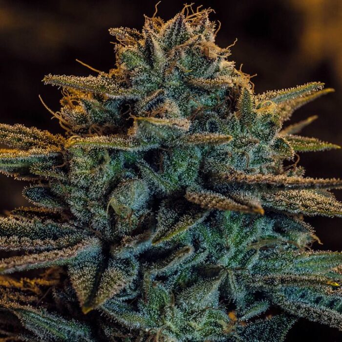 Dope Breeders - EXPERT SEEDS Sweet Zombie Image