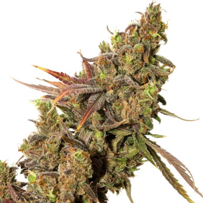 Dope Breeders - EXPERT SEEDS White Gold Image