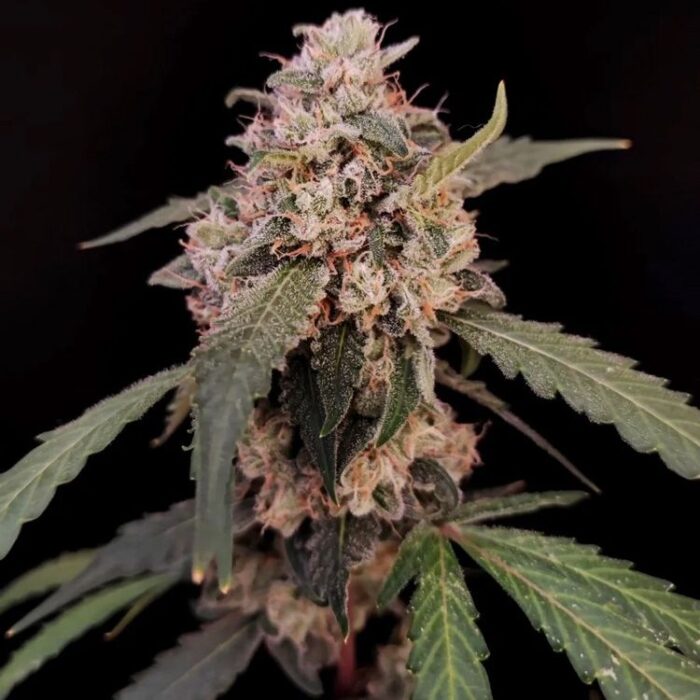 Dope Breeders - FAST BUDS Auto AK Image