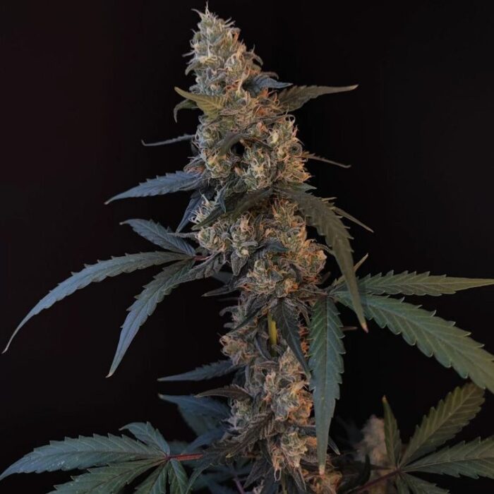 Dope Breeders - FAST BUDS Auto Bubblegum Image