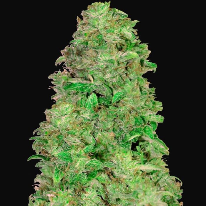 Dope Breeders - FAST BUDS Auto CBD 20:1 Image