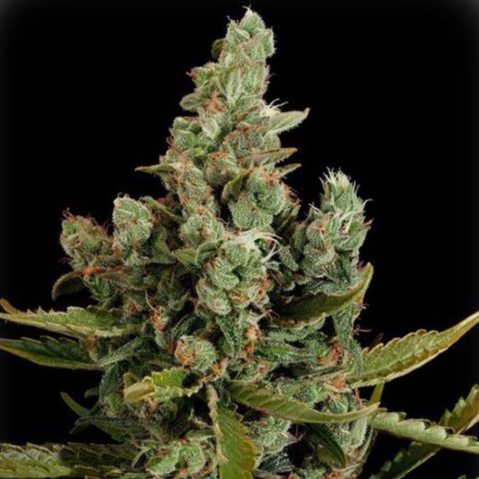 Dope Breeders - FAST BUDS Auto Cheese Image