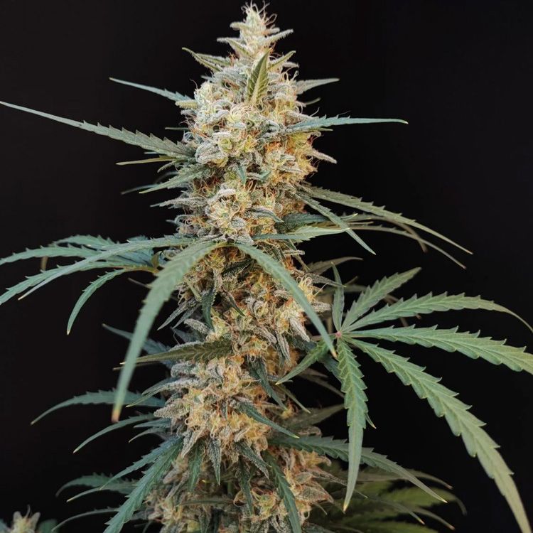 Dope Breeders - FAST BUDS Auto Chemdawg Image