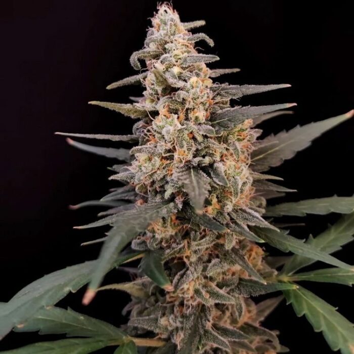 Dope Breeders - FAST BUDS Auto Critical Image