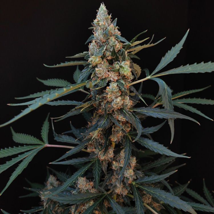 Dope Breeders - FAST BUDS Auto Northern Lights Image