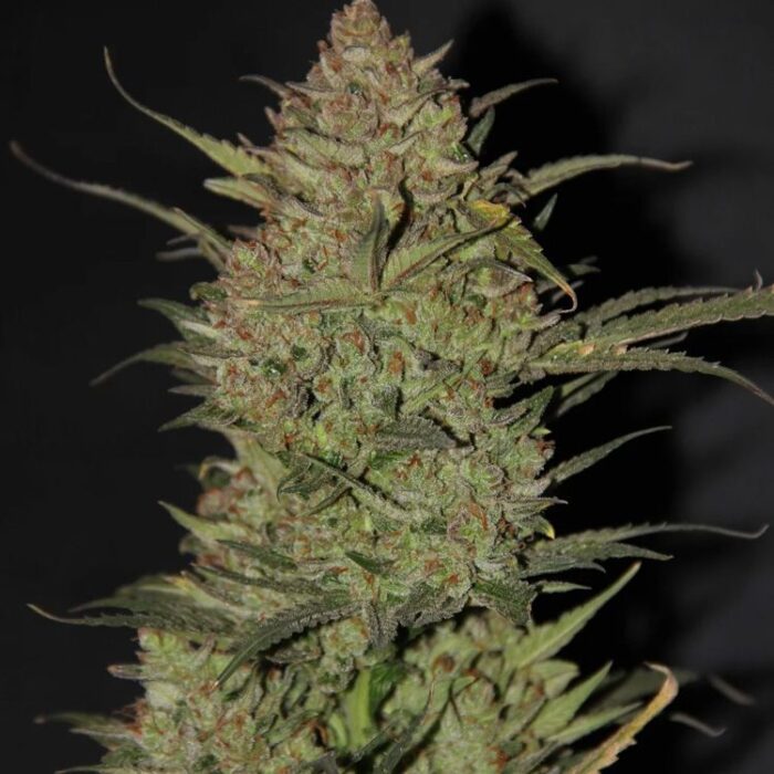 Dope Breeders - FAST BUDS Auto OG Kush Image