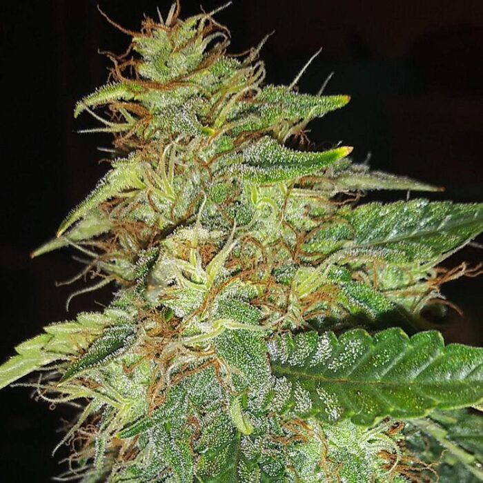 Dope Breeders - FAST BUDS Auto Russian Image