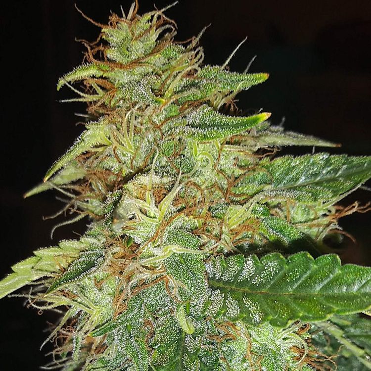 Dope Breeders - FAST BUDS Auto Russian Image