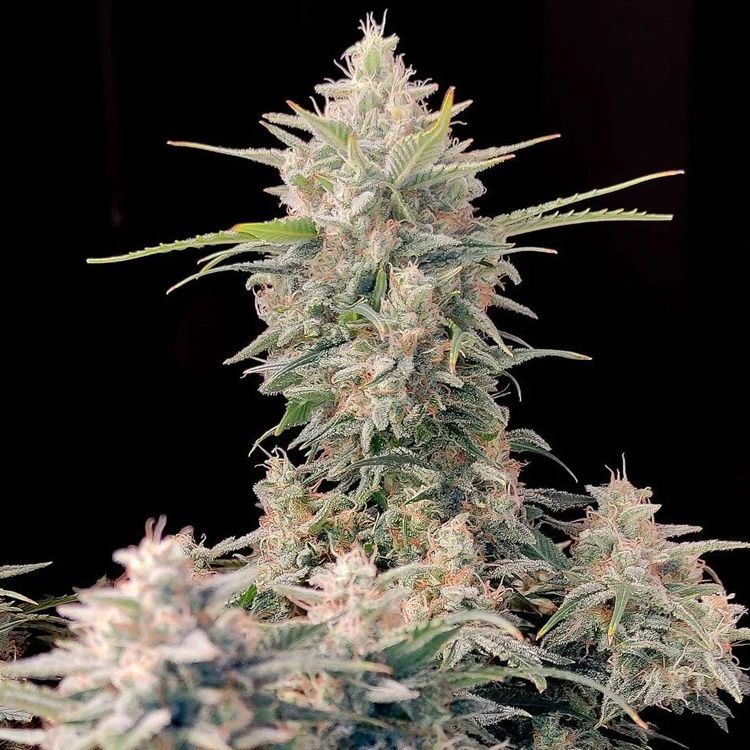 Dope Breeders - FAST BUDS Auto Skunk Image