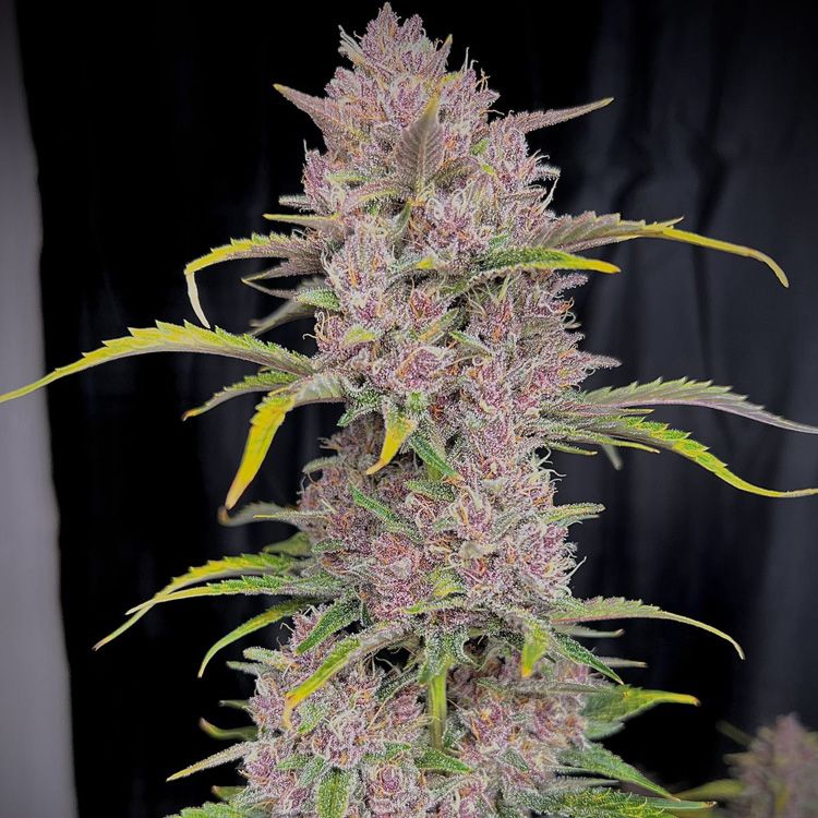 Dope Breeders - FAST BUDS Banana Purple Punch Auto Image