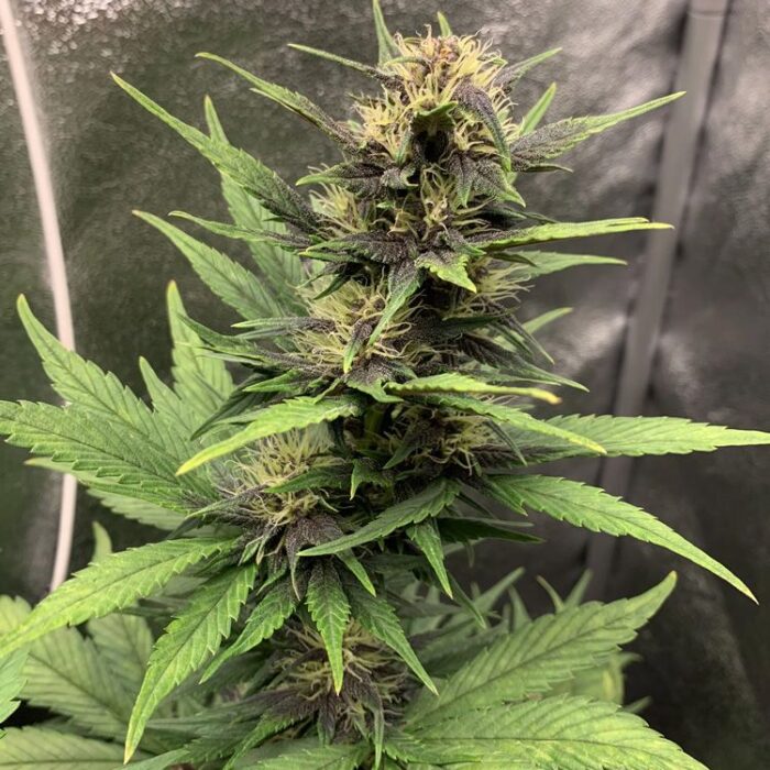 Dope Breeders - FAST BUDS Blackberry Auto Image