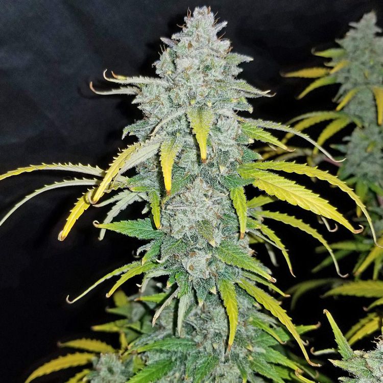 Dope Breeders - FAST BUDS Blue Dreammatic Auto Image