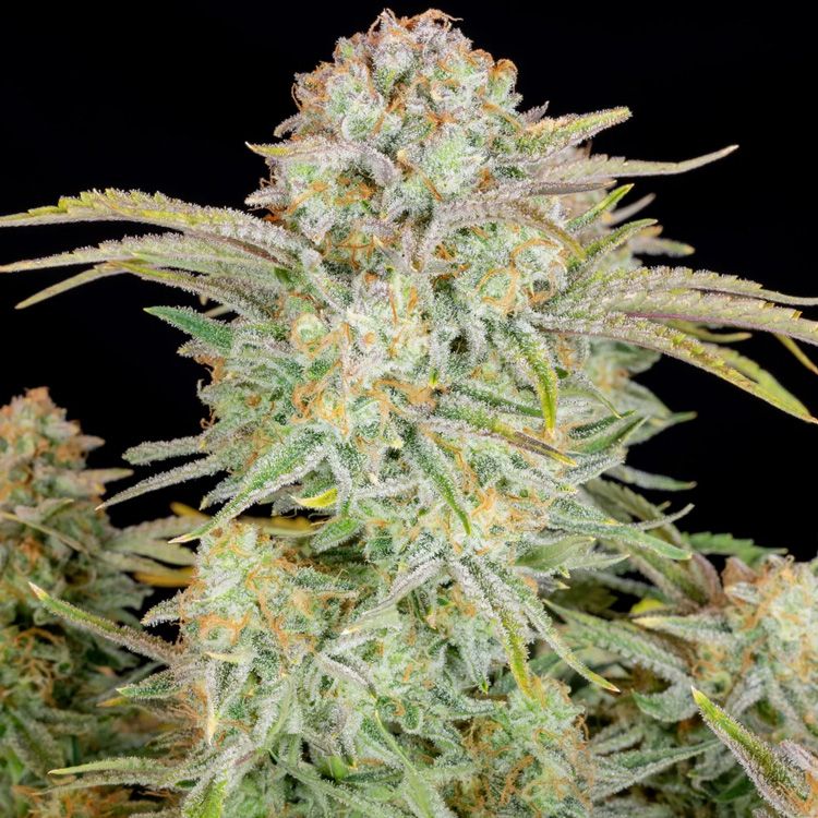 Dope Breeders - FAST BUDS Bruce Banner Auto Image