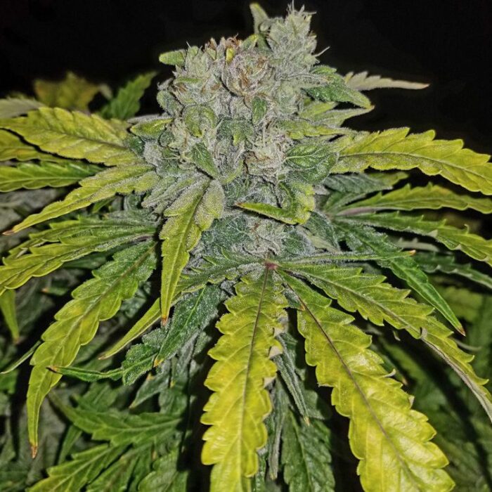 Dope Breeders - FAST BUDS CBD Auto 1:1 (CBD Crack Auto) Image