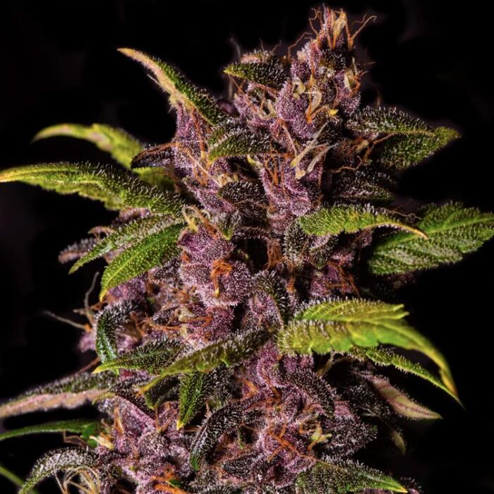 Dope Breeders - FAST BUDS Crystal M.E.T.H Auto Image