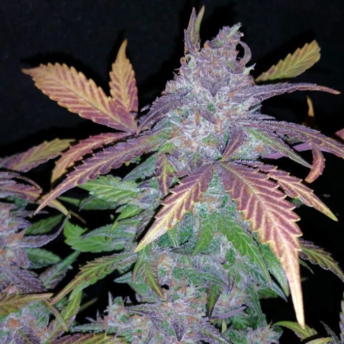 Dope Breeders - FAST BUDS Fastberry Auto Image