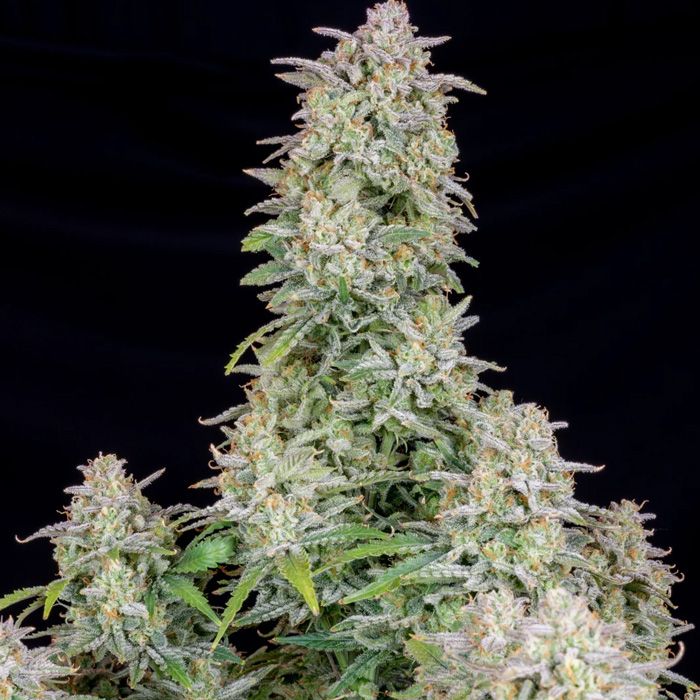 Dope Breeders - FAST BUDS Forbidden Runtz Auto Image