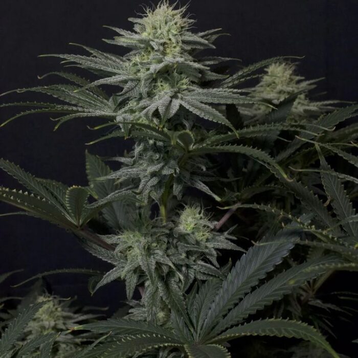 Dope Breeders - FAST BUDS GG4 Sherbet FF Fast Flowering Image