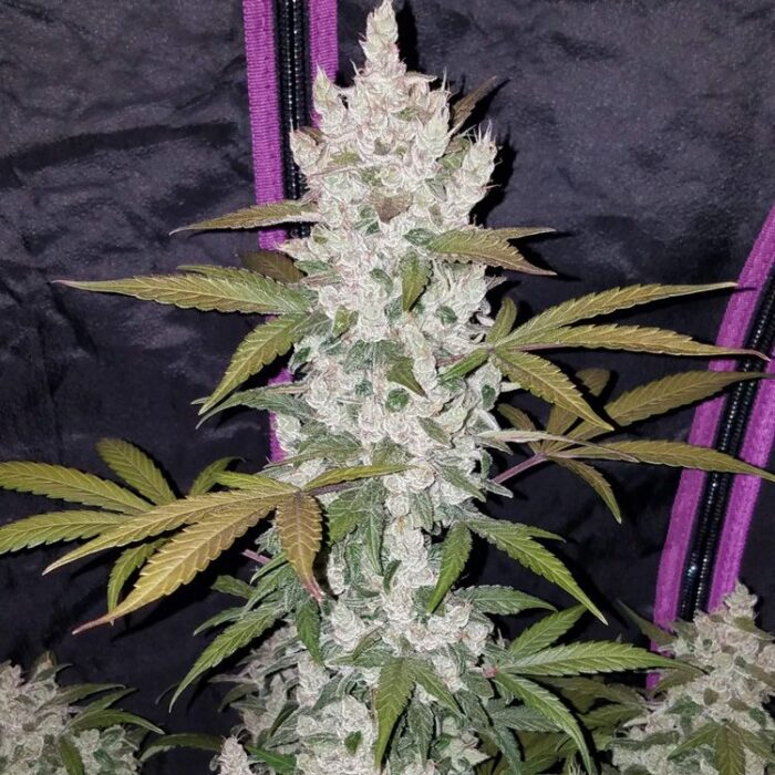 Dope Breeders - FAST BUDS Girl Scout Cookies Auto Image