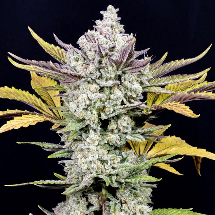 Dope Breeders - FAST BUDS Gorilla Cookies Auto Image