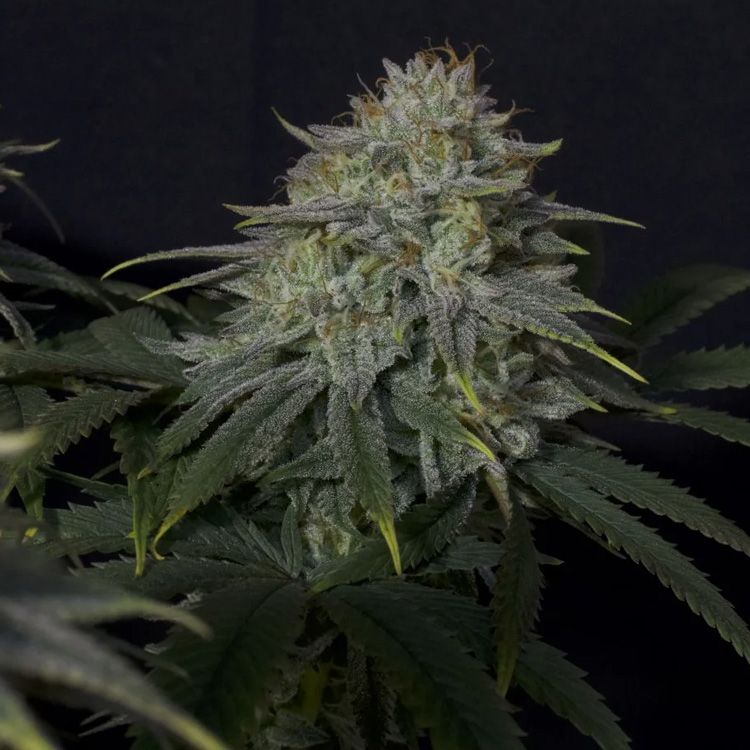 Dope Breeders - FAST BUDS Gorilla Cookies FF Fast Flowering Image