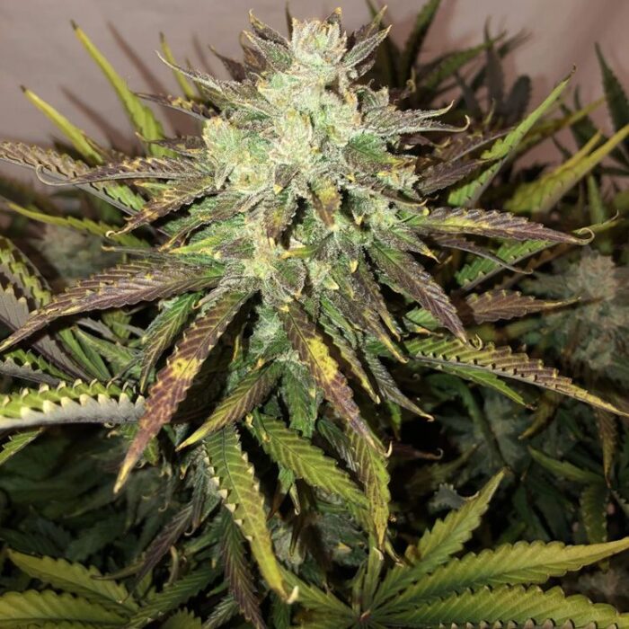 Dope Breeders - FAST BUDS Gorilla Glue Auto Image