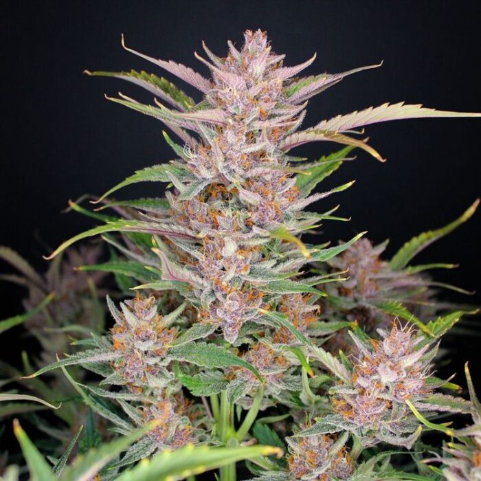 Dope Breeders - FAST BUDS Gorilla Punch Auto Image