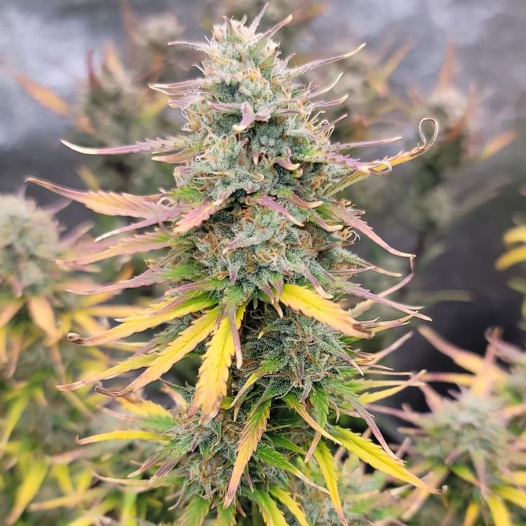 Dope Breeders - FAST BUDS Gorilla Zkittlez Auto Image