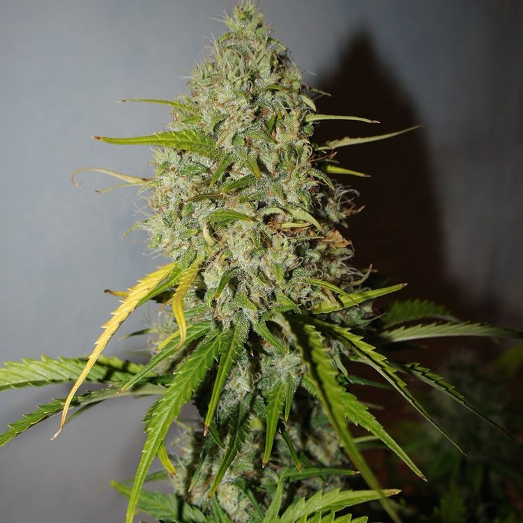 Dope Breeders - FAST BUDS Grapefruit Matic Auto Image