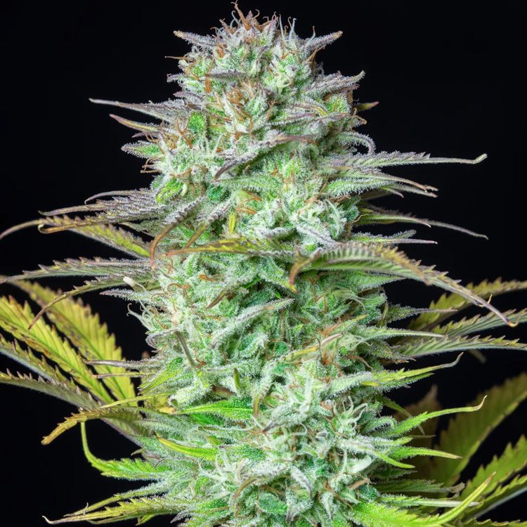 Dope Breeders - FAST BUDS Kosher Cake Auto Image