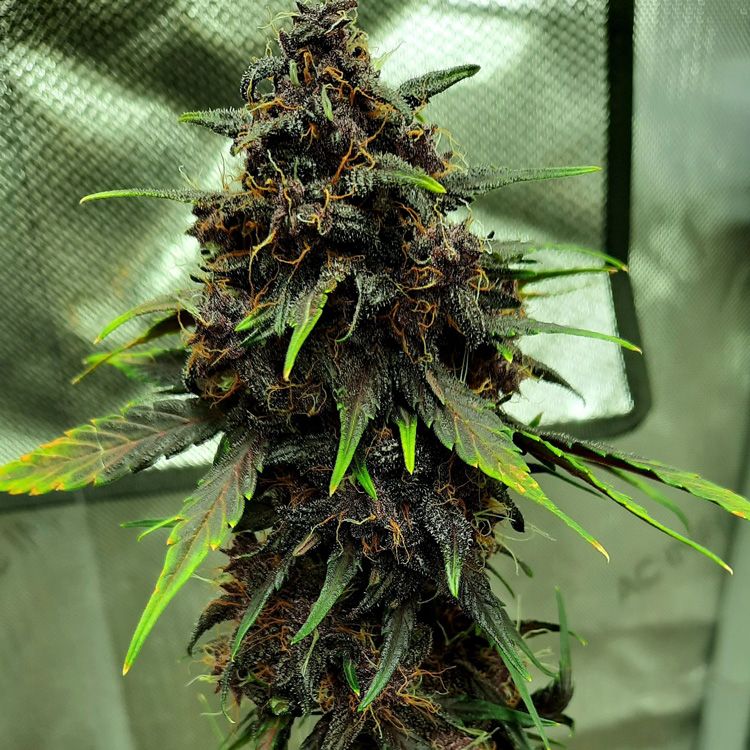 Dope Breeders - FAST BUDS LSD-25 Auto Image