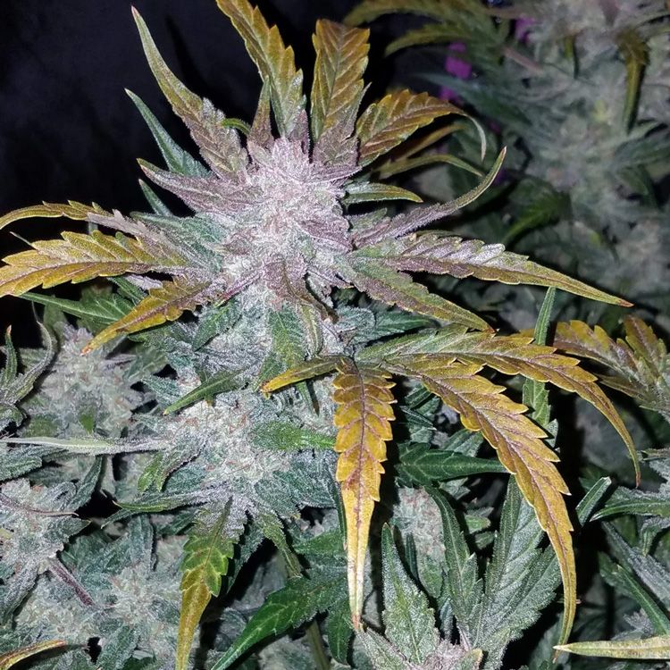 Dope Breeders - FAST BUDS Mexican Airlines Auto Image