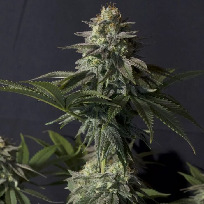 Dope Breeders - FAST BUDS Orange Sherbet FF Fast Flowering Image