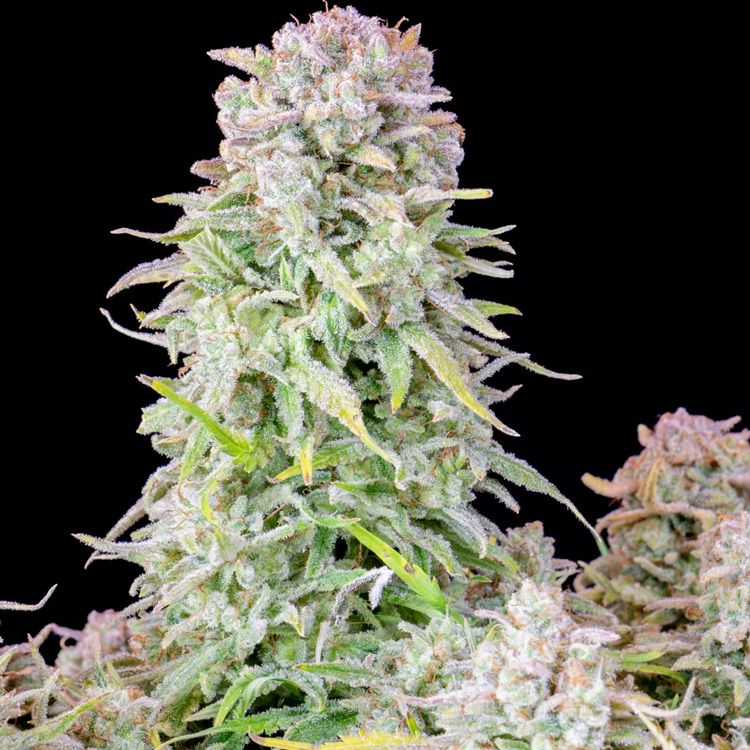 Dope Breeders - FAST BUDS Original Auto Afghan Kush Image